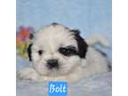 Shih Tzu Puppy for sale in Pleasant Hill, CA, USA