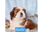 Apollo