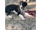 Great Dane Puppy for sale in Silver Springs, FL, USA
