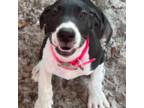 Great Dane Puppy for sale in Silver Springs, FL, USA