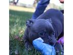 Mutt Puppy for sale in Groveland, FL, USA