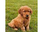 Golden Retriever Puppy for sale in Lancaster, PA, USA