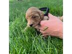 Goldendoodle Puppy for sale in Hildreth, NE, USA