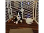 Boston Terrier Puppy for sale in Olathe, KS, USA