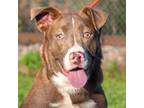 Adopt Apollo P44503 a Pit Bull Terrier, Basset Hound