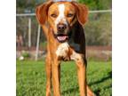 Adopt Buck D44677 a Labrador Retriever, Pointer