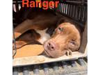 Adopt Ranger a Pit Bull Terrier
