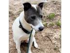 Adopt SILVER a Australian Cattle Dog / Blue Heeler, Labrador Retriever