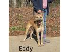 Adopt Walker (Eddy) a Shepherd, Mixed Breed