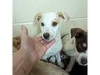 Adopt PRANCER #3 a Yellow Labrador Retriever