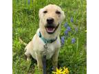 Adopt Layla a Yellow Labrador Retriever