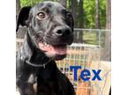 Adopt Tex a Pit Bull Terrier, Cattle Dog