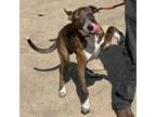 Adopt Buster a Treeing Walker Coonhound, Terrier