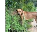 Adopt Roscoe a Treeing Walker Coonhound
