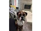 Adopt London a Boxer