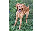 Adopt Bentley a Labrador Retriever, Golden Retriever