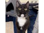 Adopt Alfred a Domestic Short Hair