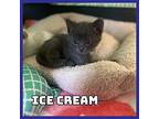 Ice Cream Russian Blue Kitten Male