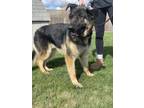 Maverick German Shepherd Dog Adult Male