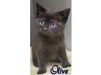 Olive Domestic Shorthair Kitten Female