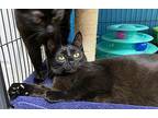 Cupid Domestic Shorthair Young Female