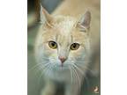 Larry Domestic Shorthair Young Male