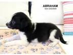 Abraham-5273 Border Collie Puppy Male