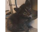 Sara Domestic Shorthair Kitten Female