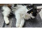 Pascal Domestic Longhair Adult Male