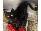 CA 136 Charlotte Domestic Shorthair Young Female