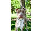 Apollo American Pit Bull Terrier Adult Male