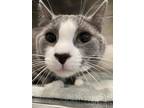 Alvin Domestic Shorthair Young Male