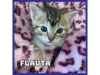 Flauta Domestic Shorthair Kitten Female