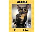 Sookie Domestic Shorthair Young Female