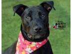 Adopt Moby a Mixed Breed