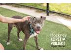 Adopt Hockney a Pit Bull Terrier, Mixed Breed