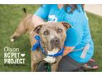 Adopt Blue Guy a Pit Bull Terrier, Mixed Breed
