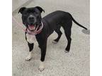 Adopt Orwell a Pit Bull Terrier, Mixed Breed