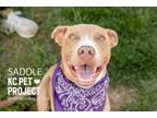 Adopt Saddle a Pit Bull Terrier, Mixed Breed