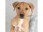 Adopt Aruba Pup - Curacao - Adopted! a Shepherd, Labrador Retriever
