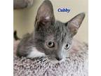 Cubby (24-227) Domestic Shorthair Kitten Male