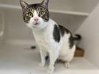 Frankie Domestic Shorthair Young Male