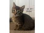 Jesse Domestic Shorthair Kitten Male