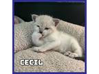 Cecil Domestic Shorthair Kitten Male