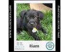 Adopt Ham (Small Fries) 050424 a Poodle, Terrier