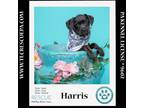 Adopt Harris (Small Fries) 050424 a Poodle, Labrador Retriever