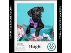 Adopt Hugh (Small Fries) 050424 a Poodle, Terrier