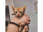 Melon Domestic Shorthair Kitten Female