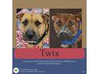Adopt Twix a Pit Bull Terrier, Poodle