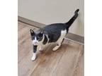 Mama Lily Domestic Shorthair Adult Female